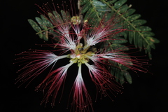 Calliandra surinamensis