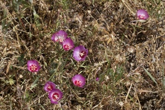 Clarkia gracilis tracyi