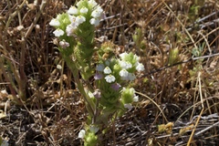 Castilleja rubicundula rubicundula