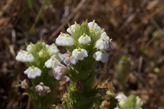 Castilleja rubicundula rubicundula