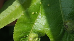 Phylloxera notabilis