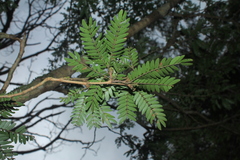 Calliandra surinamensis