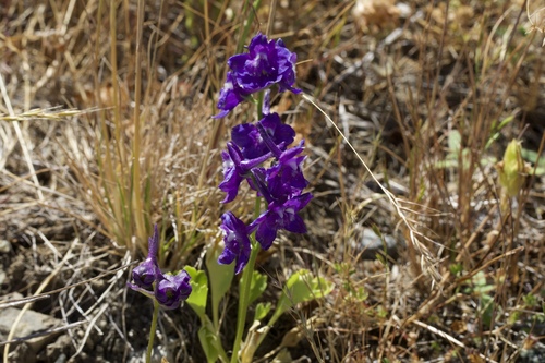 Image of Delphinium uliginosum by (c) Arvel Hernandez, some rights reserved (CC BY)