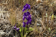 Delphinium uliginosum
