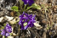 Delphinium uliginosum