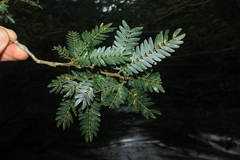 Calliandra surinamensis