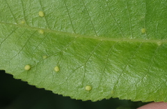 Phylloxera notabilis