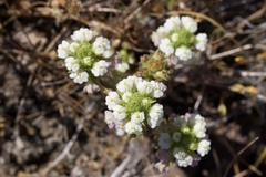 Castilleja rubicundula rubicundula