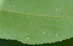 Phylloxera notabilis