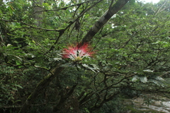 Calliandra surinamensis
