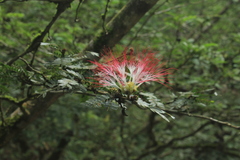 Calliandra surinamensis
