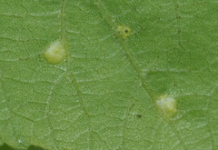 Phylloxera notabilis