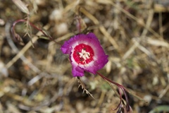 Clarkia gracilis tracyi