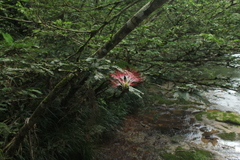 Calliandra surinamensis