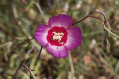 Clarkia gracilis tracyi