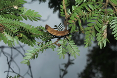 Calliandra surinamensis