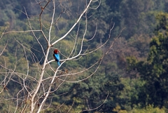 Halcyon smyrnensis