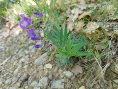 Lathyrus filiformis