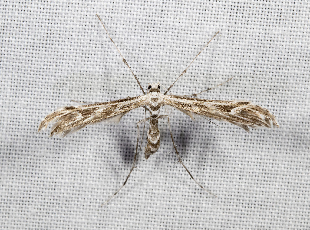 Brickellbush Plume Moth