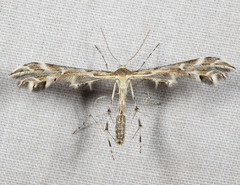 Oxyptilus eleanerae