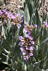 Phoenicaulis