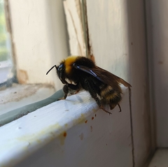 Bombus