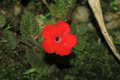 Episcia andina