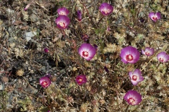 Clarkia gracilis tracyi