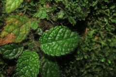 Episcia andina