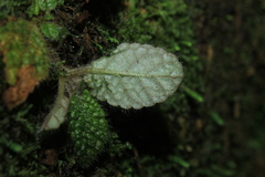 Episcia andina