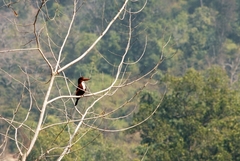 Halcyon smyrnensis