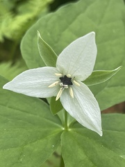 Trillium simile