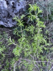 Rhamnus saxatilis