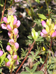Lupinus stiversii