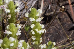 Castilleja rubicundula rubicundula