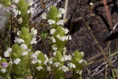 Castilleja rubicundula rubicundula