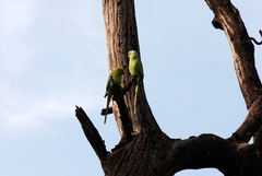 Psittacula krameri