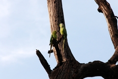 Psittacula krameri