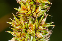 Carex densa