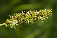 Carex densa