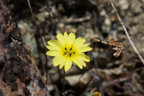 Image of Lagophylla minor by (c) Arvel Hernandez, some rights reserved (CC BY)
