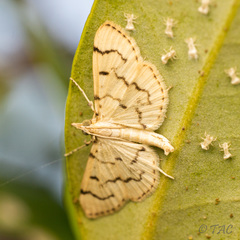 Blepharomastix achroalis