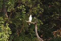 Nisaetus cirrhatus