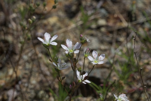 Image of Hesperolinon californicum by (c) Arvel Hernandez, some rights reserved (CC BY)