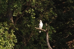Nisaetus cirrhatus