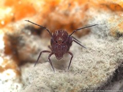 Ptenothrix unicolor