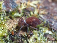 Ptenothrix unicolor