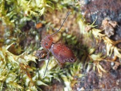 Ptenothrix unicolor