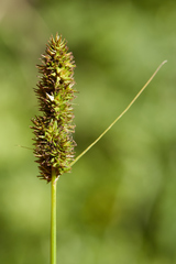 Carex densa