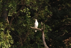 Nisaetus cirrhatus